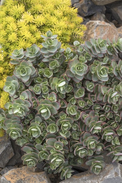 Sedum hybride  Lime Zinger